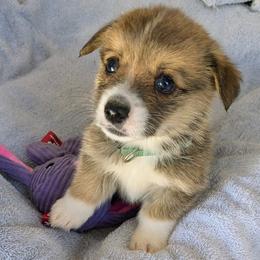 Boy 1 - Sable male Pembroke Welsh Corgi puppy in Edinburgh, Indiana from J Bar M Corgis
