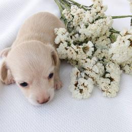 Baby - Cream female Dachshund puppy in Sebring, Florida from Mini Weenies