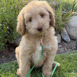 Airy - Caramel red male Australian Labradoodle puppy in Upland, California from Kings Labradoodles