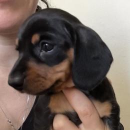 Dachshund Puppies from Dachshund Family Love Breeders