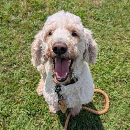 Petey - Poodle