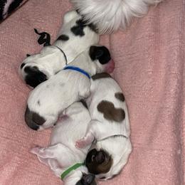 Shih Tzu Puppies from Ren