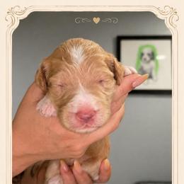 Yrene - Cream female Goldendoodle puppy in Moreno Valley, California from Rainbow SoCal Doodles