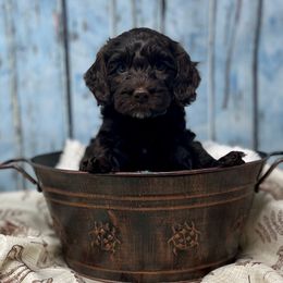 Coco - Chocolate female Australian Labradoodle puppy in Brush Prairie, Washington from Fancy Pants Labradoodles
