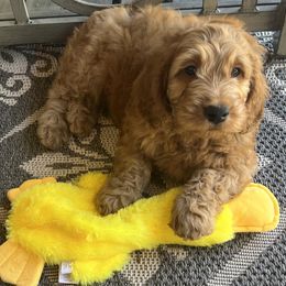 Goldendoodle Puppies from az_doodlesoflove