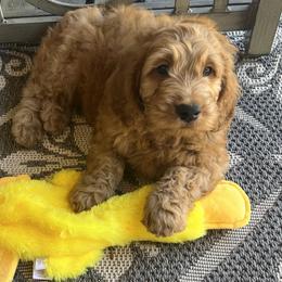Goldendoodle Puppies from az_doodlesoflove