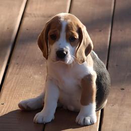 Beagle Puppies from Long Creek Beagles