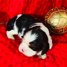 Abracadabra - Tri-color female Cavalier King Charles Spaniel puppy in Temecula, California from McKenna Cavaliers in Southern California