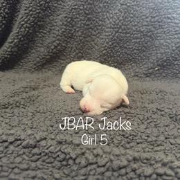 Female 5 - White female Jack Russell Terrier puppy in Bedias, Texas from JBar Jacks