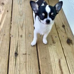 Atom - Black and white male Chihuahua puppy in Sanford, North Carolina from Bandit’s