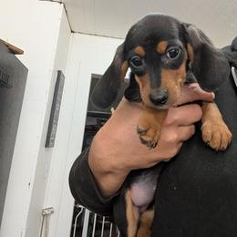Girl 345786 - Black and tan female Dachshund puppy in Spring Hope, North Carolina from Hogan’s Lowrider Hounds