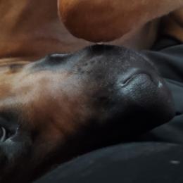 Rhodesian Ridgebacks from Desert Star African Lionhounds