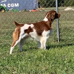 Scotch  - Brittany