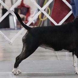 Rossi - Miniature Bull Terrier