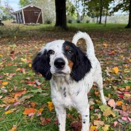 Loretta - Blue belton and tan (tri-color) female English Setter puppy in Rogers, Ohio from StoneyBrook Setters