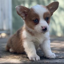 Hoagie - Red merle and white male American Corgi puppy in East Oakdale, California from Rhettro Kennels