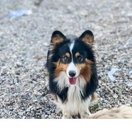 Steel - Pembroke Welsh Corgi