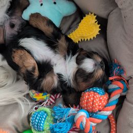 Cavalier King Charles Spaniel Puppies from The Kings Cavaliers