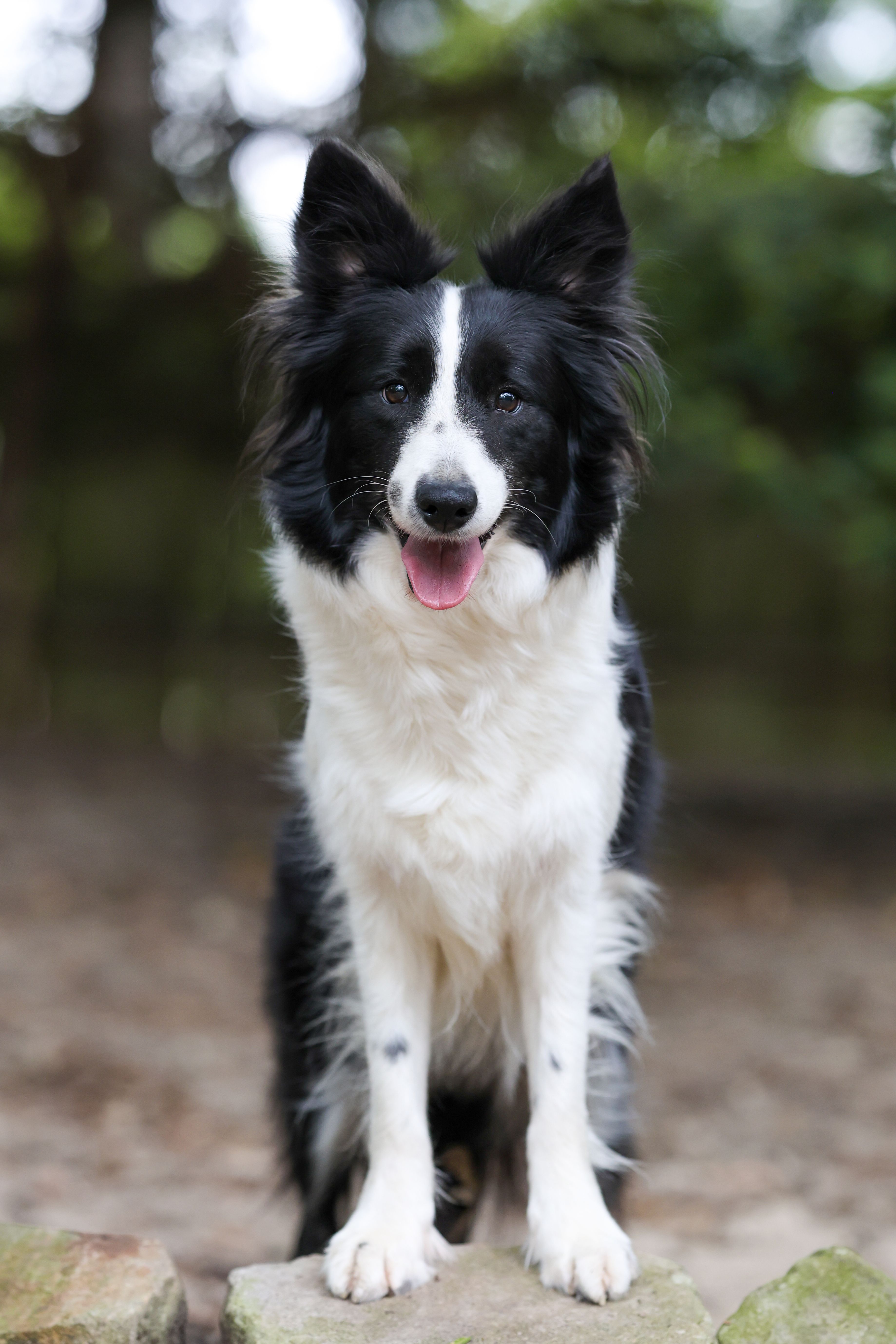 Blackbird Kennels in South Carolina | Border Collie puppies | Good Dog