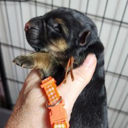 Girl 3 - Black and red female German Shepherd puppy in Roanoke, Alabama from Von Schönen Träumen German Shepherds