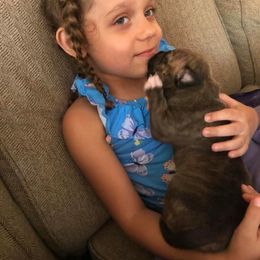 American Bully Puppies from Shooting Star Bullies