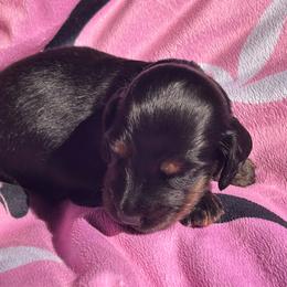 Meet sweet Oliver - Black and tan male Dachshund puppy in Proctor, Montana from Blue Star Dachshunds