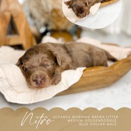 Nitro - Merle male Goldendoodle puppy in Ooltewah, Tennessee from Allison Family Doodles