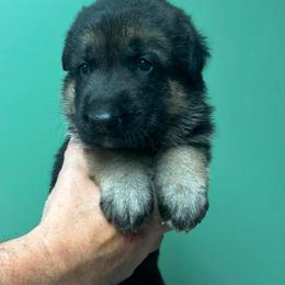 Black - Black and red male German Shepherd puppy in Hancock, New Hampshire from Kysarah German Shepherds