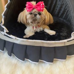 AKC Baby Doll Honey - Gold female Shih Tzu puppy in Los Angeles, California from LUXURY PAWS
