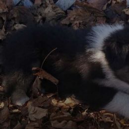 Australian Shepherds from Susan Bellant's Australian Shepherds