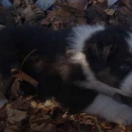 Australian Shepherds from Susan Bellant's Australian Shepherds