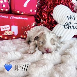 Will - Red merle male Aussiedoodle puppy in Sulphur Bluff, Texas from V6 Ranch Dogs