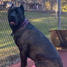Cane Corso from Montagna Di Ferro Cane Corso