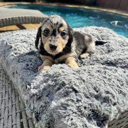 Nat King Cole - Dapple male Dachshund puppy in Early, Texas from Ryan House Dachshunds