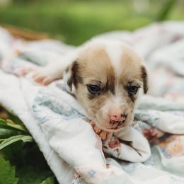 American Corgi and Pembroke Welsh Corgi Puppies from Dollhouse Farm