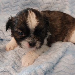 Shih Tzus from Shih Tzu's by Jen