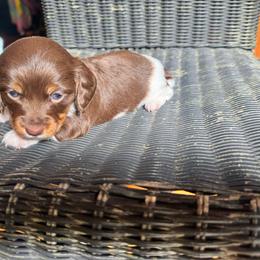 Stella - Chocolate and tan female Dachshund puppy in Corbin, Kentucky from Doxie Dapples