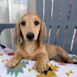 Honey - Cream female Dachshund puppy in Fredonia, Arizona from Kaibab Dachshunds