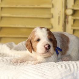 Connor (blue collar) - White male Irish Doodle puppy in Mouth Of Wilson, Virginia from HoneyBunn Doodle Co.