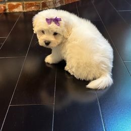 Boy2 - White Coton de Tulear puppy in Fresno, California from Helmvine Cotons, Helmvinecotons.net