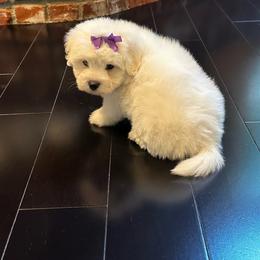 Boy2 - White Coton de Tulear puppy in Fresno, California from Helmvine Cotons, Helmvinecotons.net