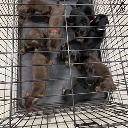Dachshund and Doberman Pinscher Puppies from Cornerstone Dobermans and Dachshunds