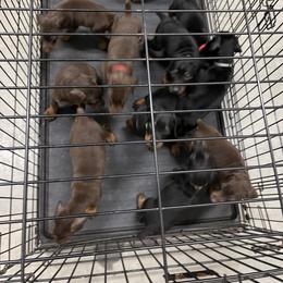 Dachshund and Doberman Pinscher Puppies from Cornerstone Dobermans and Dachshunds