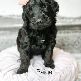 Paige - Black female Goldendoodle puppy in Pasco, Washington from Camp Doodle Woods