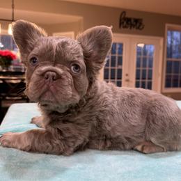 French Bulldog puppies from Rae Ceja
