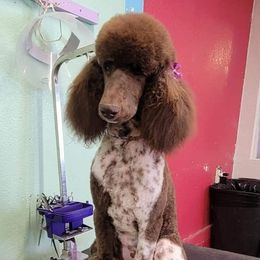Stella - Poodle