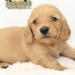 Dachshund Puppies from Piney Woods Miniature Dachshunds