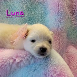 Luna - Cream female Pomeranian puppy in Bolivia, North Carolina from Red Wagon Pomeranians
