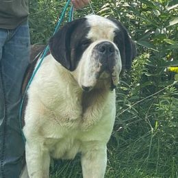 Gambit - Saint Bernard