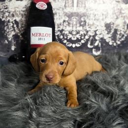 Chocolate ee Smooth Coat Male - Red male Dachshund puppy in Austin, Colorado from Colorado Mini Dachshunds